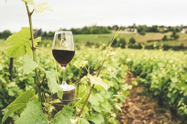 Achat vin nature : savourez la pureté dans chaque gorgée